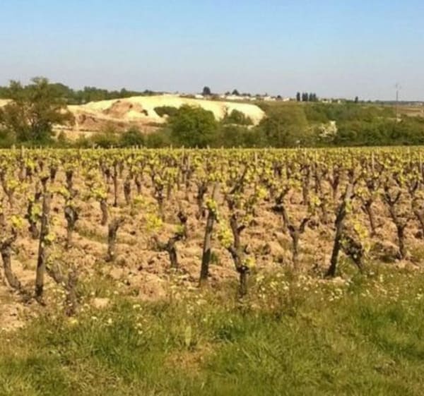 Voyage dans le vignoble Nantais - Vallet - 1