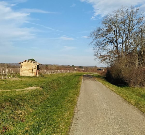 Entre Tarn et Garonne et Haute Garonne dans les vignes - Orgueil - 1