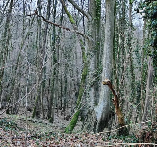Balade dans les bois et les champs d'Hénu - Hénu - 1