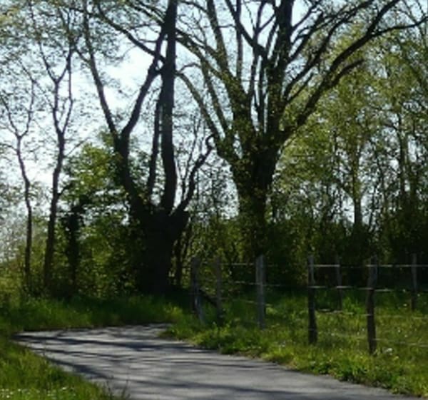 Uitgang via de fietspaden bij Lac du Der - Wassy - 1