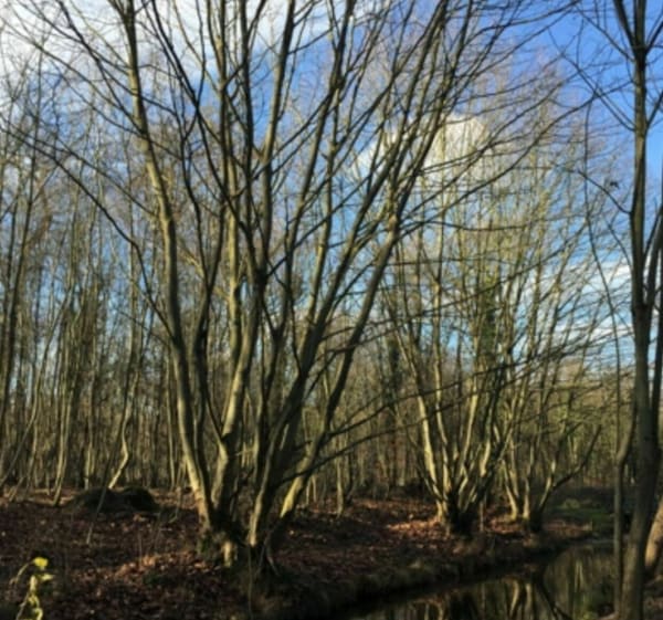 Agréable balade sur les bords de Marne à Maisons-Alfort - Joinville-le-Pont - 1