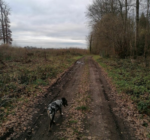 Chemin de Tillarue - Saint-Sauveur - 1
