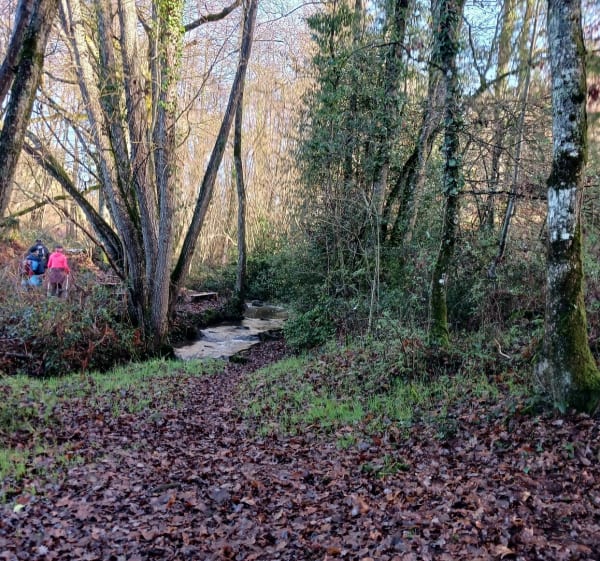 Forêt des Vaseix - Landouge - 1