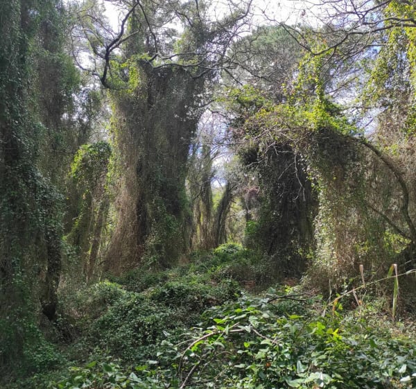 Très belle boucle de Saint André d'Olerargue par sabran à VTT - Saint-André-d'Olérargues - 1