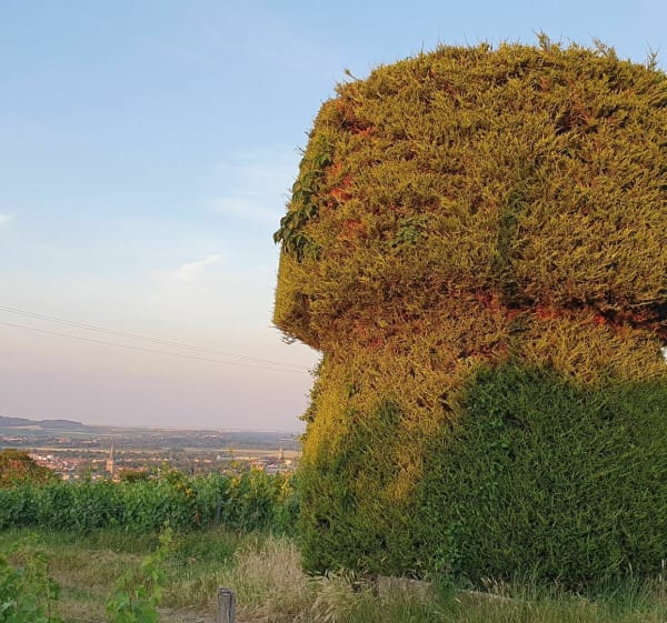 Sortie entre ville et vignes à Epernay - Épernay - 1