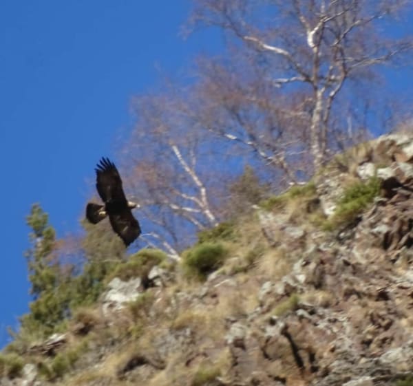 Rencontre d'un mouflons et couple d'Aigles à Porté Puymorens - Porté-Puymorens - 1