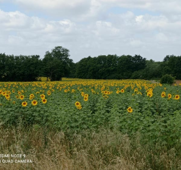 Balade autour de Batilly-en-Puisaye par les Terres Fortes - Batilly-en-Puisaye - 1