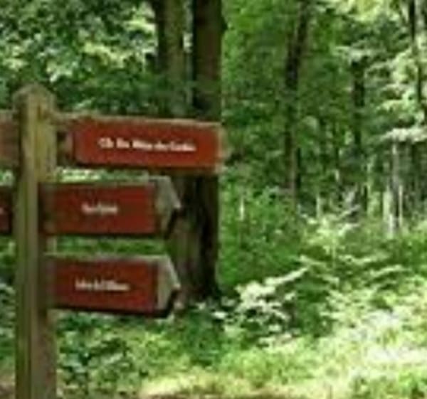 Sortie en forêt de Canteleu - RICHARD - 1