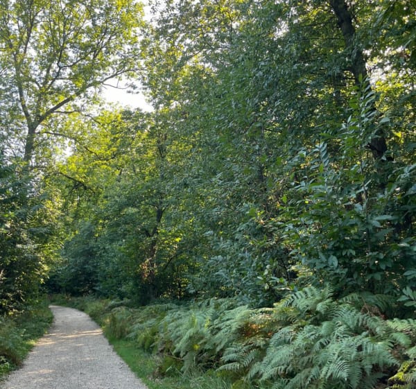 Balade dominicale dans la forêt de Montmorency - Chauvry - 1