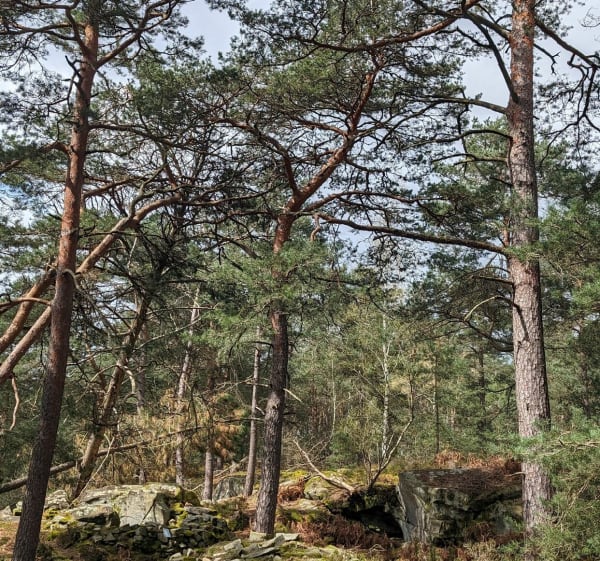 Rocher Princier, Fontainebleau - Avon - 1