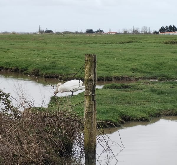 Marais de Saint Cyr - Villeneuve-en-Retz - 1
