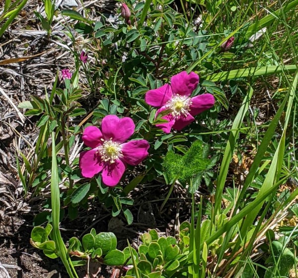 De bloemenberg van Barèges - Barèges - 1