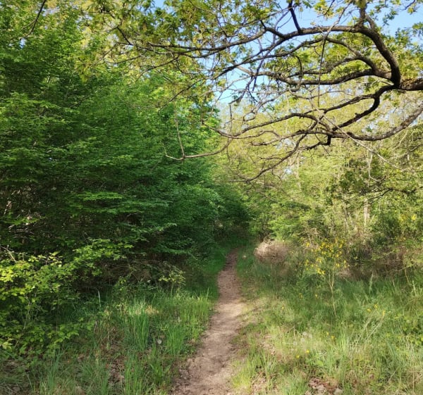 Entre Seine et forêt de Saint-Germain-en-Laye - Sartrouville - 1