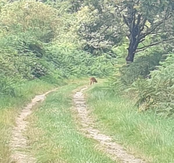 Balade en forêt de Villefranche sur Cher - Villefranche-sur-Cher - 1