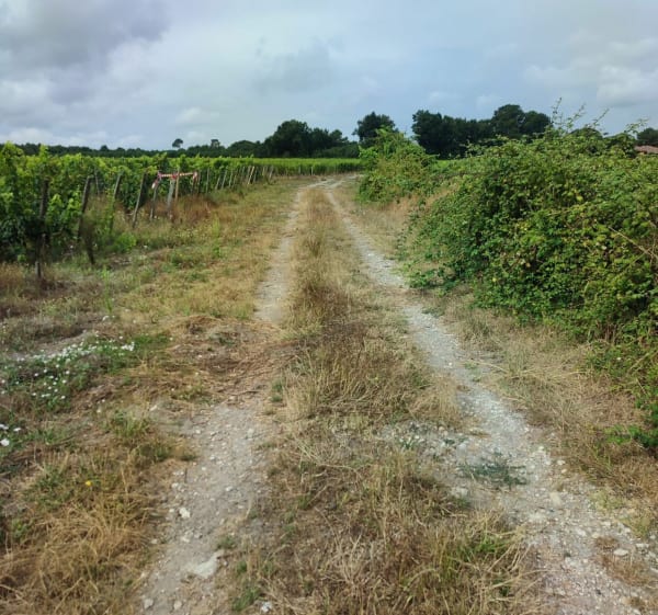 Château du moulin à vent par les bois et les vignes - Castelnau-de-Médoc - 1