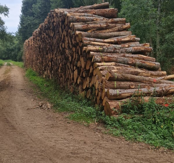 Petite balade par Bois de Berpet à vélo - Heugas - 1