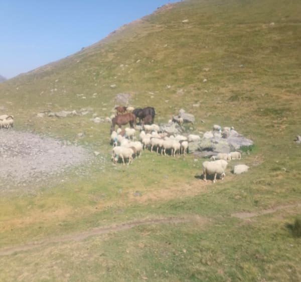 Entre Albanais et Bauges - Quintal - 1