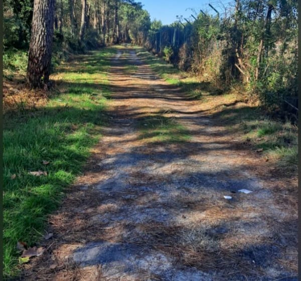 Belle balade en forêt par Petche - Pontonx-sur-l'Adour - 1