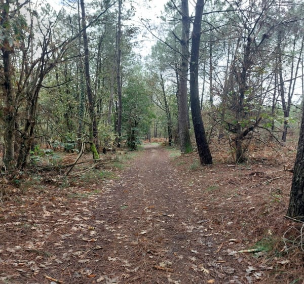 Saint-Géry, Bassy et la forêt - Laure - 1
