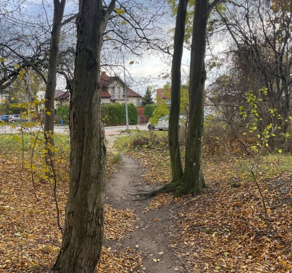 Las Zwierzyniecki i Białystok - Białystok - 1