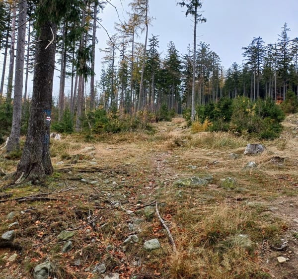 Pętla wokół Wolarza, Szczytna, góry stołowe - Szczytna - 1