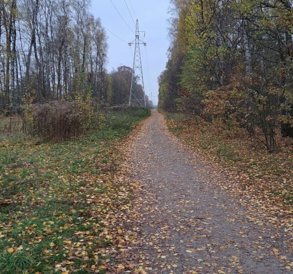 Las Łagiewnicki - Łódź - 1