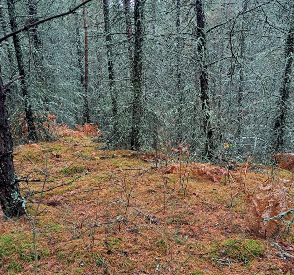 Las Błędowski - Klucze - 1