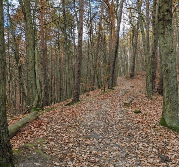 Spacer z psem po Trójmiejskim Parku Krajobrazowym - Gdańsk - 1