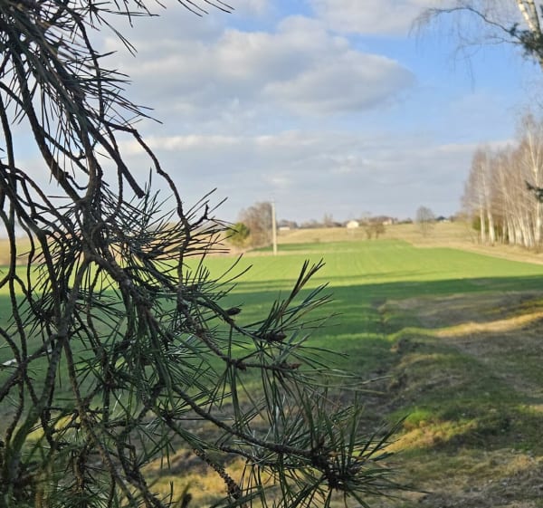 Zacisze Kotwasic - Feliksów - 1