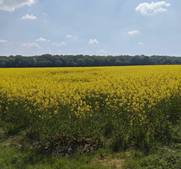 Forêt de Marchiennes au départ de Bouvignies - Bouvignies - 1