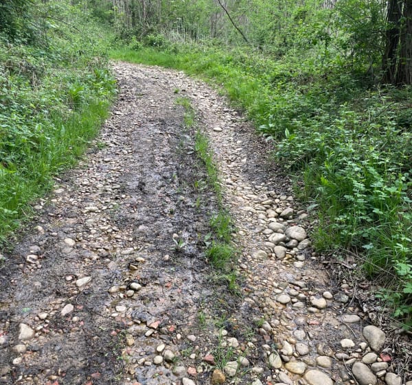 Royas Nord et ses chemins en forêt - Royas - 1