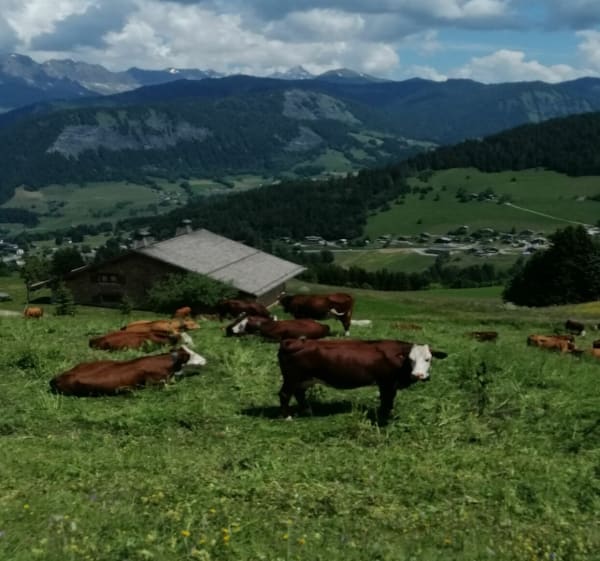 Tour du mont Lachat à Crest-Voland - Crest-Voland - 1
