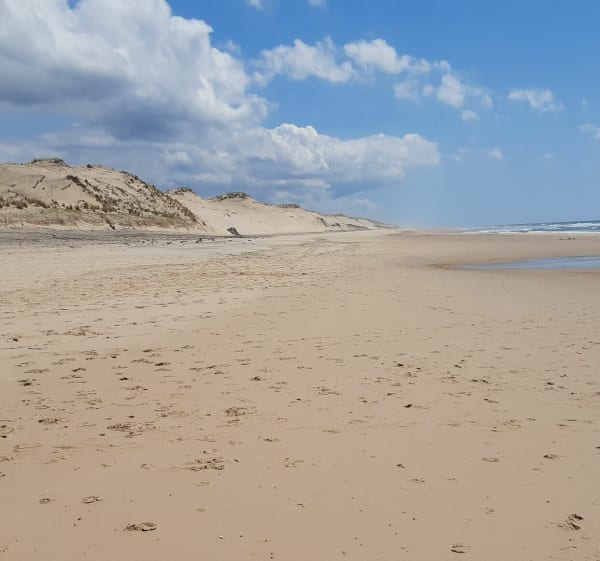 De Carcans plage au Crohot des cavales  retour par la plage. - Carcans - 1
