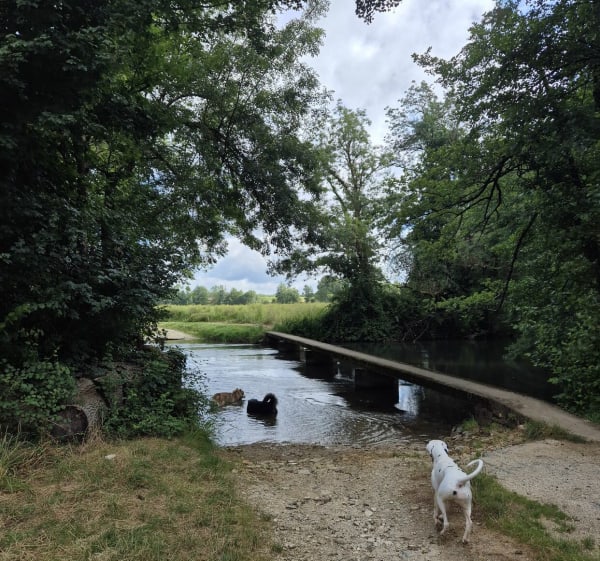 Rando nature à Aunac en longeant la Charente - Aunac-sur-Charente - 1