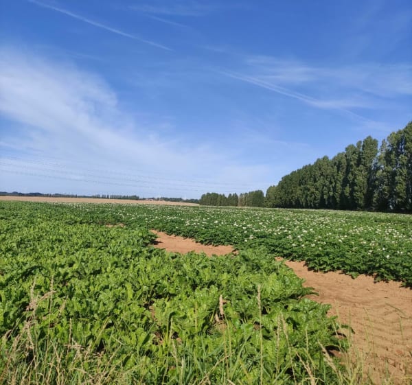 Entre Champs et sous bois à Itancourt - Itancourt - 1