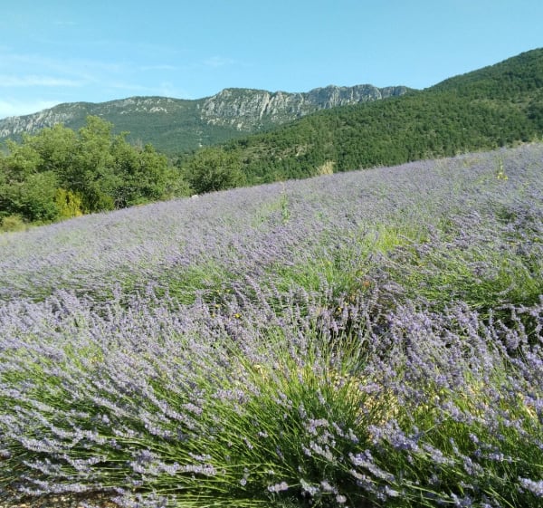 Les hauts de La Batie Verdun , par le col de la Roche Percée - Saint-Sauveur-Gouvernet - 1