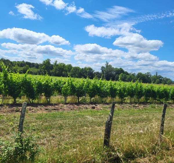 Les vergers de Lamonzie-Saint-Martin - Blandine - 1