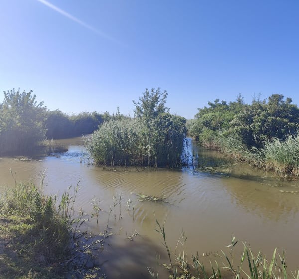 Promenade en petite Camargue - Beauvoisin - 1