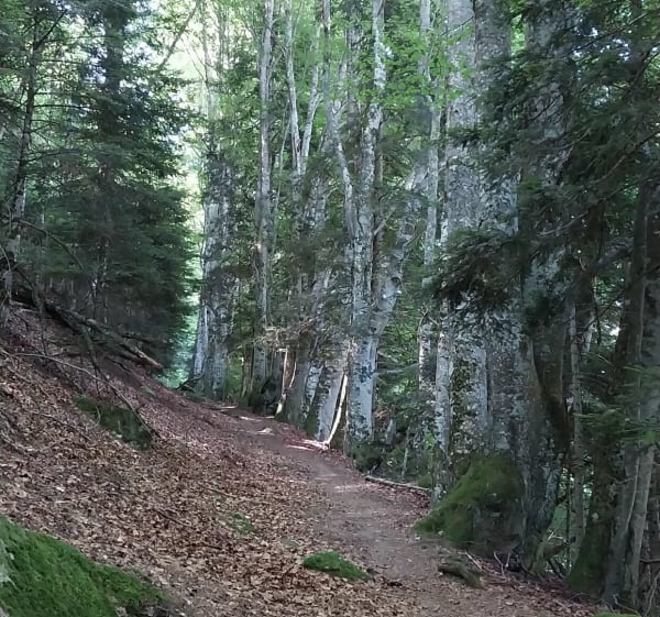 Le chalet de la reine Hortense par Cauterets - Cauterets - 1