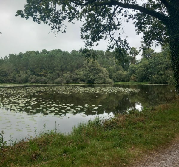 Écluse du Gueslin, étang des gressets depuis Peillac - Peillac - 1