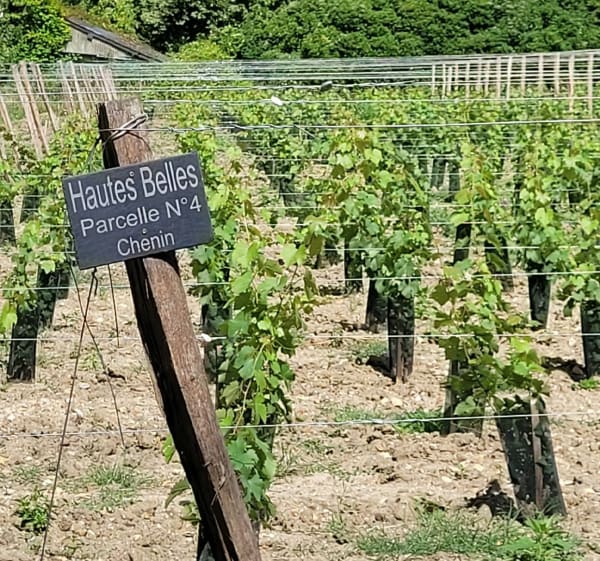 Le tour de Brion - Les Bois d'Anjou - 1