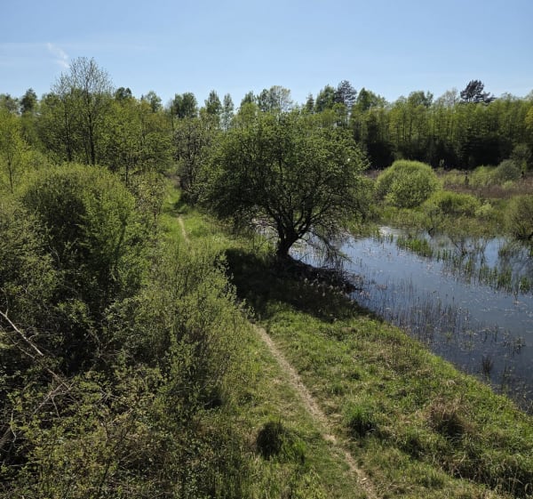 Las przegedza - Czerwionka-Leszczyny - 1
