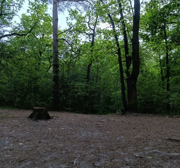 Podkowiańskim szlakiem - Brwinów - 1
