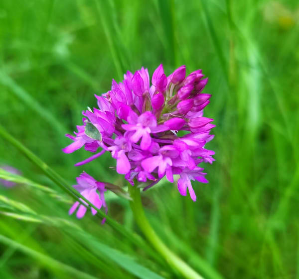 À la quête des Orchidées Sauvages - Virginie - 1
