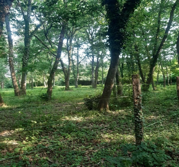 Tour des bois de Chavanoz - Charvieu-Chavagneux - 1