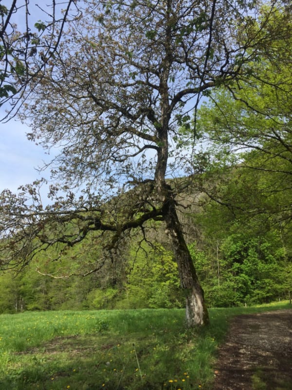 Balade dans les bois de Quintal et cueillette de châtaignes - Vieugy - 1