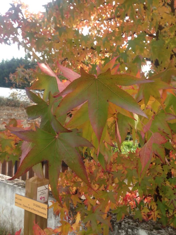 Sentier de Sacuny et découvrir l'origine de sa flore - Saint-Genis-Laval - 1