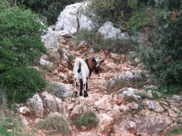 Kruis van de Provence en panoramische bergkammen - Saint-Marc-Jaumegarde - 1