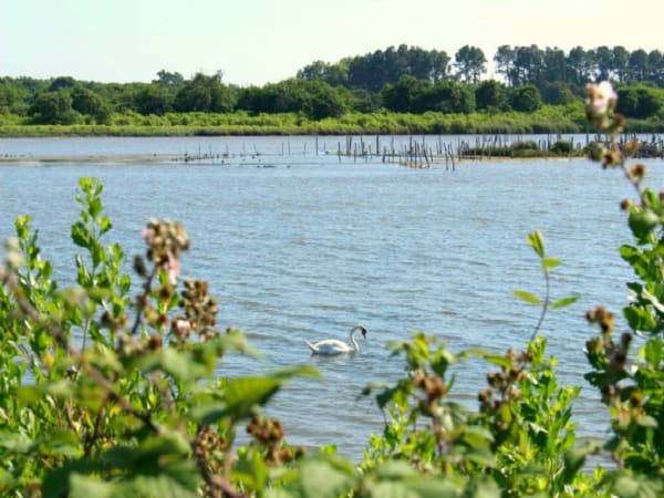 Sentier littoral du Teich et paradis des oiseaux - Le Teich - 1
