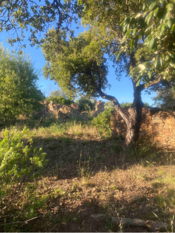 Ontdek het Gaillarde-bos en zijn mysterieuze dolmen - La Gaillarde - 1